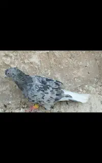 مجسمه کبوتر دمسفید