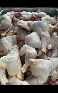 سینه ران بال کتف به قیمت عمده