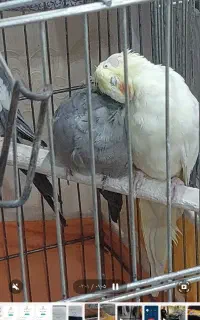 عروس هلندی