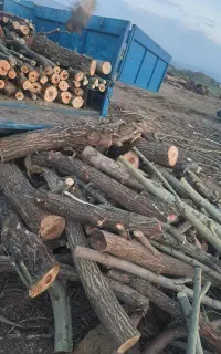 خرید چوب و درخت