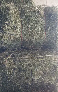 یونجه خشک ساقه سوزنی