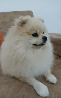 سگ وگربه