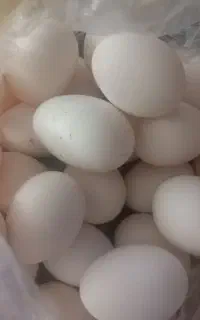 ارگانیک
