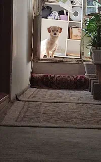 واگذاری توله پاکوتاه نر فروش