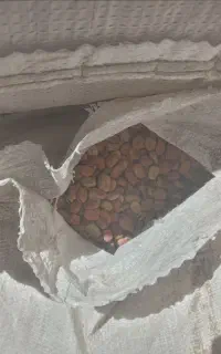 پخله