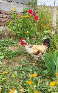 خروس طبیعی