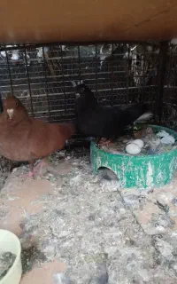 5جفت ضمانتی