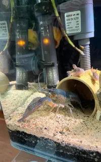 لابستر مولد آکواریومی