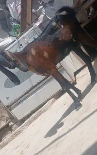 مری جوان چاق چله