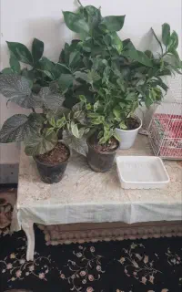 گل دونه ای ۱۰۰ کاشمر