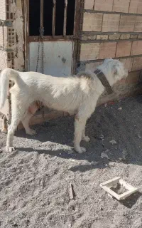 سگ نگهبان