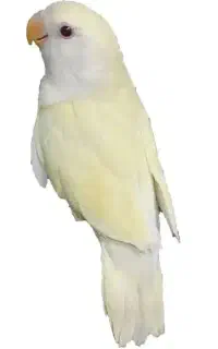پرنده