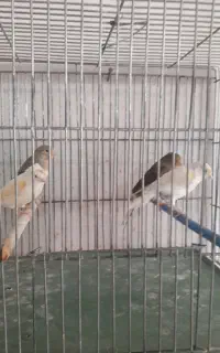 قناری ماده آماده و  خوشرنگ