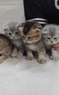 گربه
