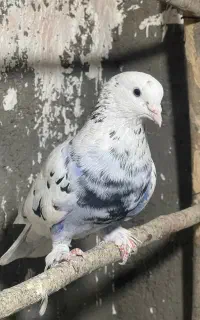 کفتر نر خال سیاه