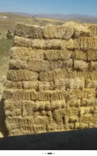 فروش کلش گندم