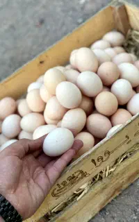 پخش تخم مرغ محلی - عمده خرده