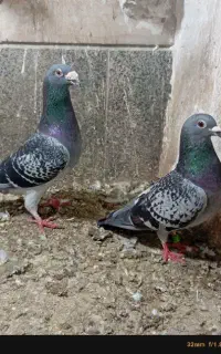 کبوتر المانی
