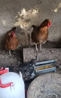 مرغ رسمی ، تخم گذار