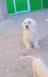 پاپی پشمالو