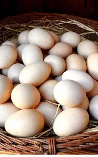 تخم مرغ محلی تازه