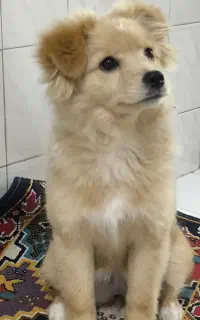 توله پامر میکس 5 ماهه ماده