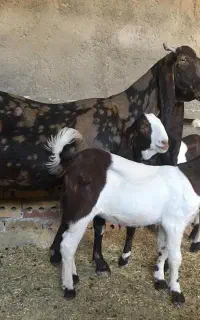 بز دوقلوزا ارتشی