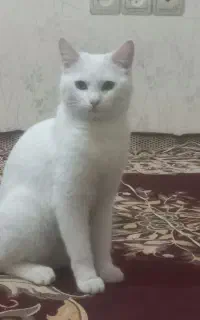 گربه اسکاتیش ماده
