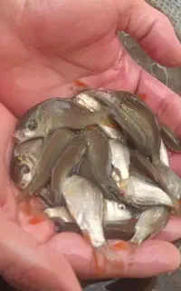 فروش بچه ماهی کپور اصلاح نژاد