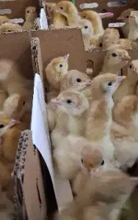 جوجه بوقلمون بیوتی ۶ زرین