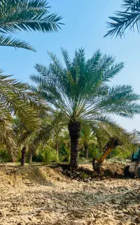 نخلهای بهبهان را  با بهترین قیمت میخرم