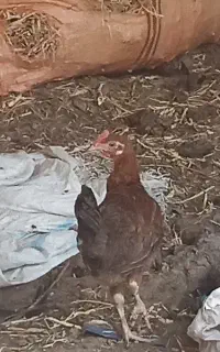 جوجه مرغ  و خروس و غاز و...