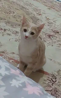 گربه ماده ۷ ماهه
