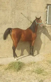 کره مادیون درجه یک