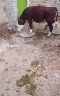 فروش گوساله ماده