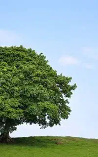 نهال صنوبر چنار آقیا نارون ۱۵۰ تا ۲۰۰/چکی/تا جمعه