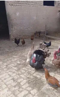 بوقلمو نر وماده