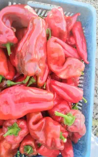 فلفل قرمز گیژلر