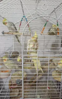 2عدد عروس هلندی 1ماده و 1 نر (سخنگو) شاه جوجه