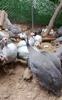 مرغ شاخدار جوجه برهما و آمروک