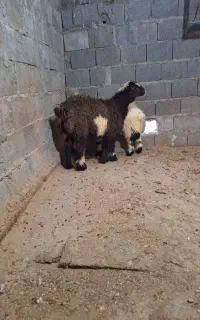 بره نروماده