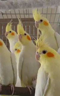 فروش انواع عروس هلندی بالغ نر و ماده اماده جفت