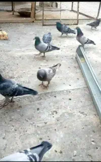 به یک چوپان نیاز مندیم