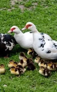 جوجه اردک روسی
