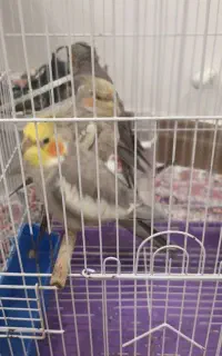 فروش  طوطی عروس هلندی