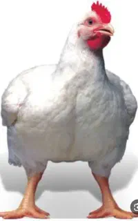 مرغ مادر دوباره موجود شد