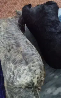 هیزه (جای روغن محلی)