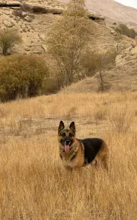 ژرمن نر جفت یابی