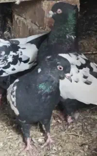کفتر معامله با عروس هلندی