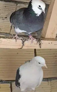 کفتر